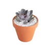 Suculenta barro vinde Plantas suculentas en maceta de barro para eventos sociales en CDMX: perle von