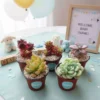 Suculentas Vinde baby shower Suculentas personalizadas de Vinde garden center para eventos sociales como baby shower, XV años, boda y más