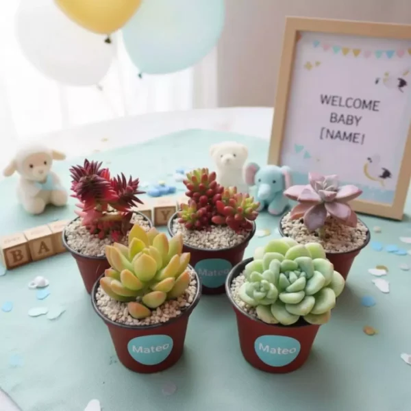 Suculentas Vinde baby shower Suculentas personalizadas de Vinde garden center para eventos sociales como baby shower, XV años, boda y más
