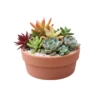 Suculentas en barro CDMX Centro de mesa con plantas suculentas y maceta de barro. Para eventos sociales y empresariales