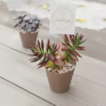 Plantas suculentas para eventos sociales y empresariales en CDMX