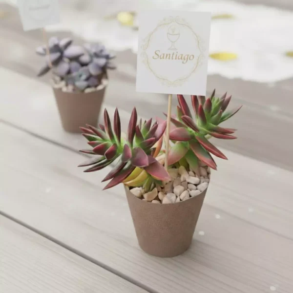 Suculentas en maceta biodegradable CDMX Plantas suculentas para eventos sociales y empresariales en CDMX