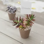 Plantas suculentas para eventos sociales y empresariales en CDMX