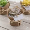 Suculentas envueltas en tela recuerdos Plantas suculentas envueltas en tela para eventos empresariales