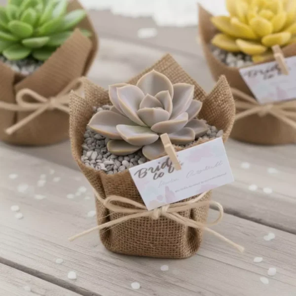 Suculentas envueltas en tela recuerdos Plantas suculentas envueltas en tela para eventos empresariales