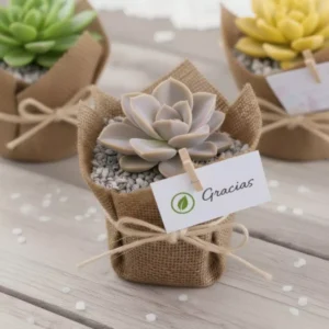Plantas suculentas envueltas en tela para eventos empresariales