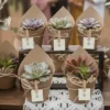 Suculentas eventos CDMX Plantas suculentas envueltas en papel ecológico para eventos socialesPlantas suculentas envueltas en papel ecológico para eventos sociales