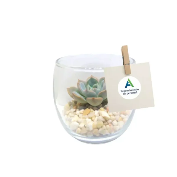 Suculentas mini CDMX Vinde Miniterrarios con suculentas. Give aways ecológicos para empresas y eventos corporativos en CDMX