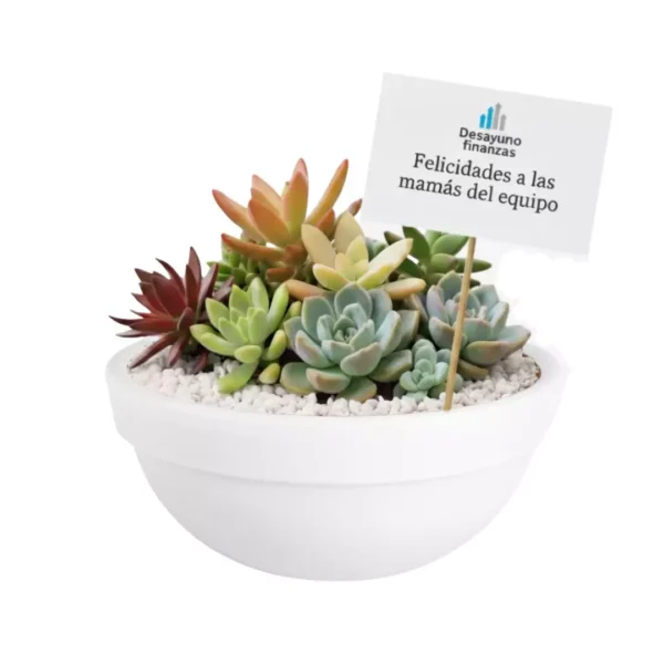 Tazón barro blanco suculentas empresas Arreglo con plantas suculentas con sticker en maceta de barro. Regalo personalizado para eventos sociales o empresariales