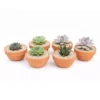 Tazones barro suculentas Tazón de barro con suculentas para eventos sociales y corporativos en CDMX