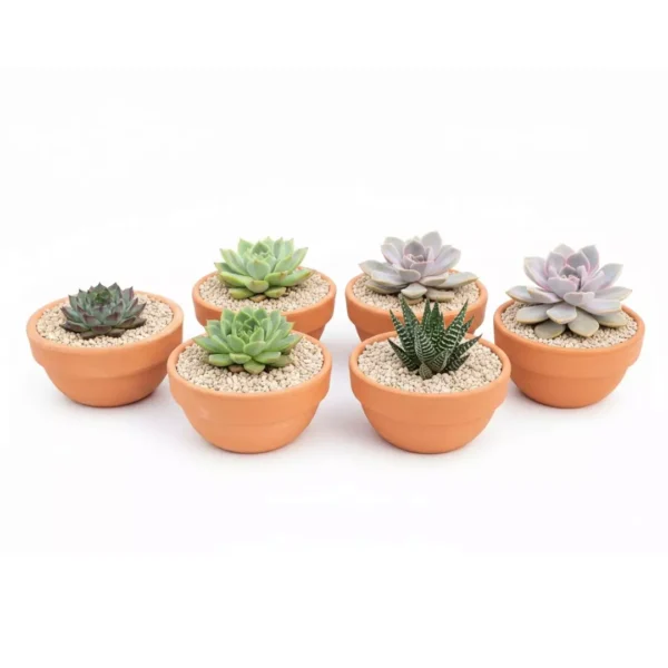 Tazones barro suculentas Tazón de barro con suculentas para eventos sociales y corporativos en CDMX