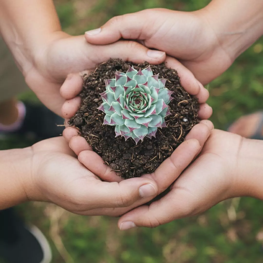 Manos sosteniendo una sempervivum calcareum