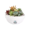 Vinde suculentas maceta blanca Arreglo con plantas suculentas con sticker en maceta de barro. Regalo personalizado para eventos sociales o empresariales
