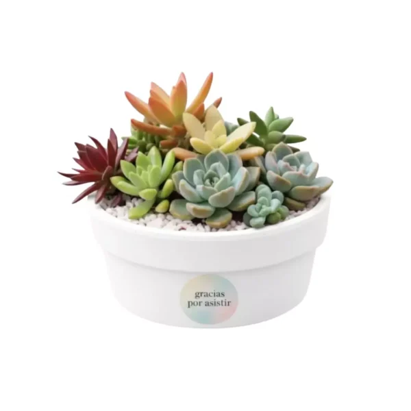 Vinde suculentas regalos ecológicos Arreglo con plantas suculentas con sticker en maceta de barro. Regalo personalizado para eventos sociales o empresariales