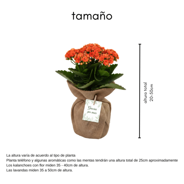 Altura plantas tela Plantas envueltas en tela para eventos sociales