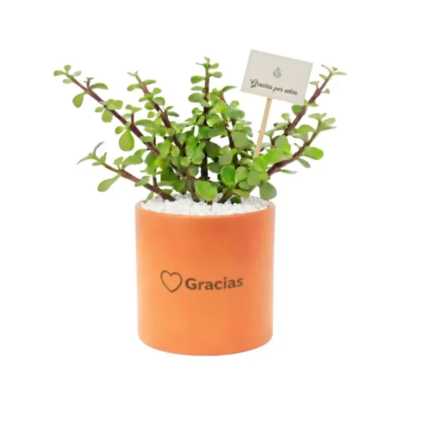 AnyConv.com__Fotos catálogo eventos (1) (1) Árbol de la abundancia en cilindro de barro y banderín personalizado