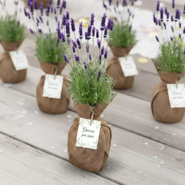 Plantas aromáticas para eventos CDMX Plantas aromáticas para eventos CDMX