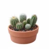 Arreglo cactus CDMX Arreglo de cactus en maceta de barro. Regalo ecológico personalizado o centro de mesa. CDMX