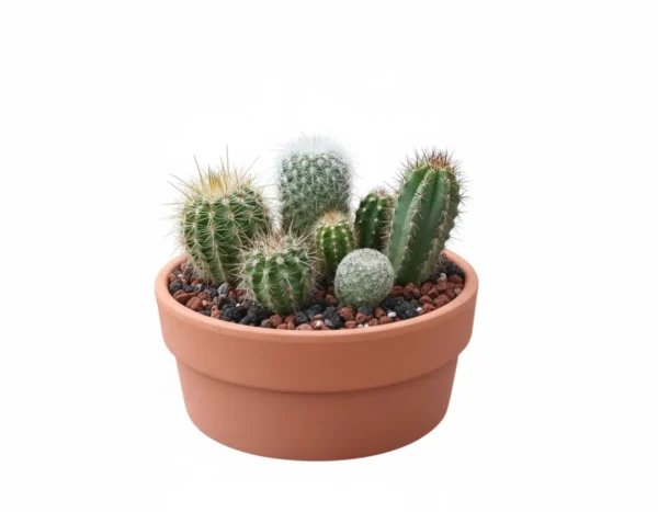 Arreglo cactus CDMX Arreglo de cactus en maceta de barro. Regalo ecológico personalizado o centro de mesa. CDMX