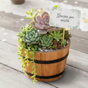Arreglo suculentas madera CDMX