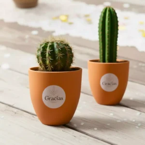 Cactus en maceta de barro para eventos sociales y corporativos en CDMX