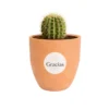 Cactus en macetas de barro CDMX Cactus en maceta de barro. Ideal para regalo en cumpleaños, aniversarios, y en eventos sociales y empresariales, restaurantes, caferías y terrazas.
