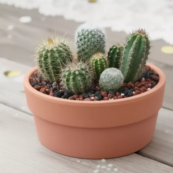 Centro de mesa con cactus recuerdos CDMX Centro de mesa con cactus recuerdos CDMX