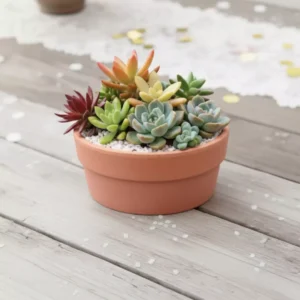 Centro de mesa con suculentas CDMX