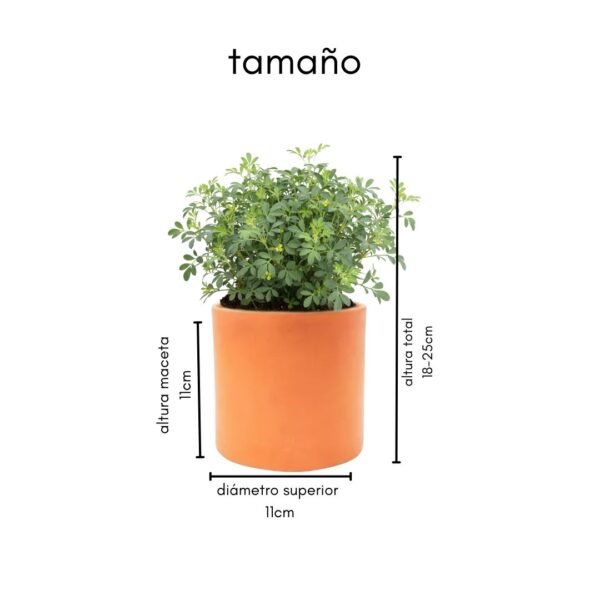 Fotos catálogo eventos Hierbas aromáticas en maceta de barro
