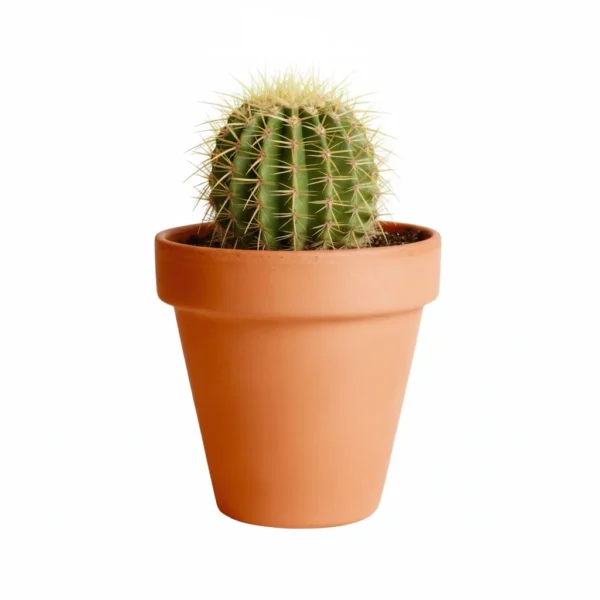 Maceta con cactus para recuerdos CDMX Cactus en maceta de barro. Ideal para regalo en cumpleaños, aniversarios, y en eventos sociales y empresariales, restaurantes, caferías y terrazas.
