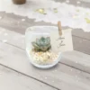 Miniterrarios recuerdos eventos CDMX Miniterrarios de cristal personalizados con planta suculenta. Ideal para recuerdos ecológicos sociales