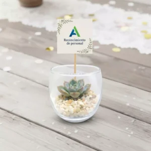 Miniterrarios de cristal personalizados con planta suculenta. Ideal para recuerdos ecológicos corporativos