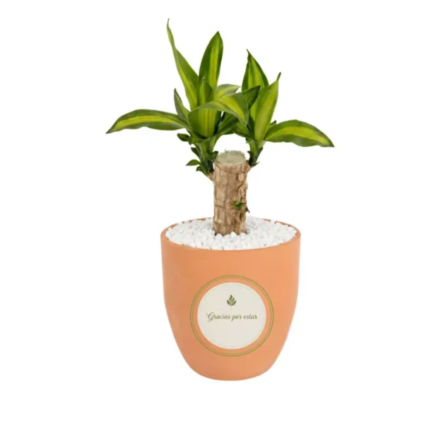 Palo Brasil recuerdos eventos Recuerdos ecológicos para eventos corporativos y sociales: Giveaways con plantas naturales: plantas de interior en maceta de barro