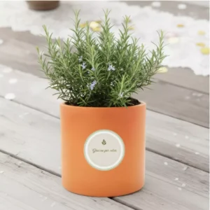 Plantas aromaticas en macetas de barro CDMX