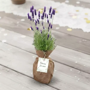 Plantas aromaticas para eventos CDMX