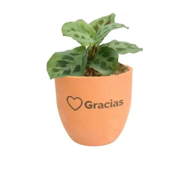 Plantas de interior para recuerdos Recuerdos ecológicos para eventos corporativos y sociales: Giveaways con plantas naturales: plantas de interior en maceta de barro