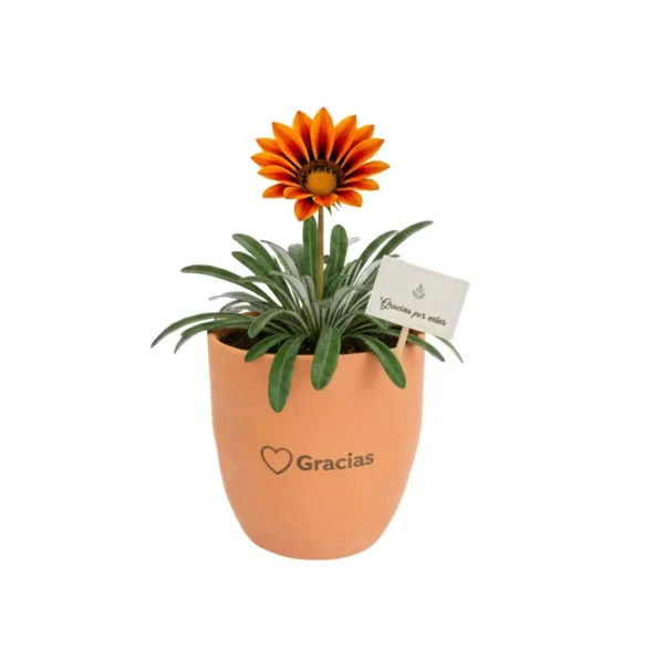 Plantas dia de la secretaria Recuerdos ecológicos para eventos corporativos y sociales: Giveaways con plantas naturales: plantas de interior en maceta de barro