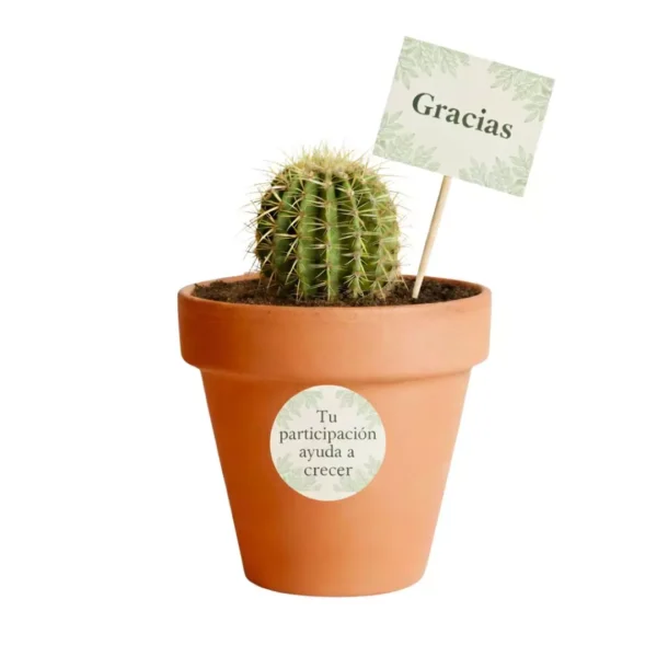 Recuerdos ecologicos cactus CDMX Vinde Cactus en maceta de barro. Ideal para regalo en cumpleaños, aniversarios, y en eventos sociales y empresariales, restaurantes, caferías y terrazas.