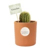 Recuerdos ecologicos cactus Vinde Cactus en maceta de barro. Ideal para regalo en cumpleaños, aniversarios, y en eventos sociales y empresariales, restaurantes, caferías y terrazas.
