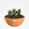 Recuerdos ecologicos eventos corporativos Arreglo de cactus en maceta de barro. Regalo ecológico personalizado o centro de mesa. CDMX