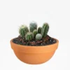 Recuerdos ecologicos eventos empresariales Arreglo de cactus en maceta de barro. Regalo ecológico personalizado o centro de mesa. CDMX