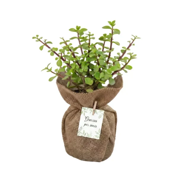 Recuerdos eoclogicos CDMX Arbol abundancia Árbol de la abundancia envueltos en tela para eventos sociales y empresariales en CDMX