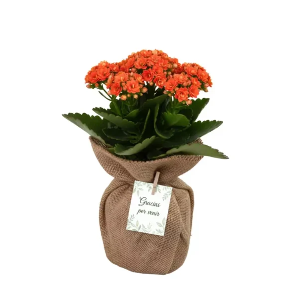 Recuerdos eoclogicos CDMX flores kalanchoe Plantas envueltas en tela para eventos sociales