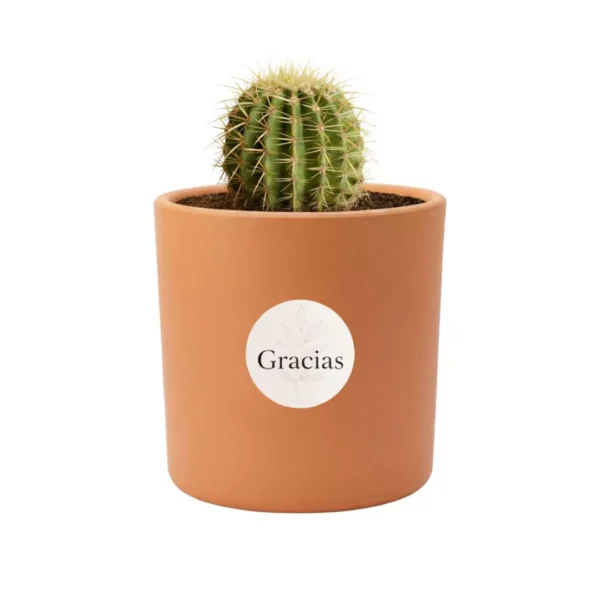 Recuerdos eventos cactus en barro Cactus en maceta de barro. Ideal para regalo en cumpleaños, aniversarios, y en eventos sociales y empresariales, restaurantes, caferías y terrazas.