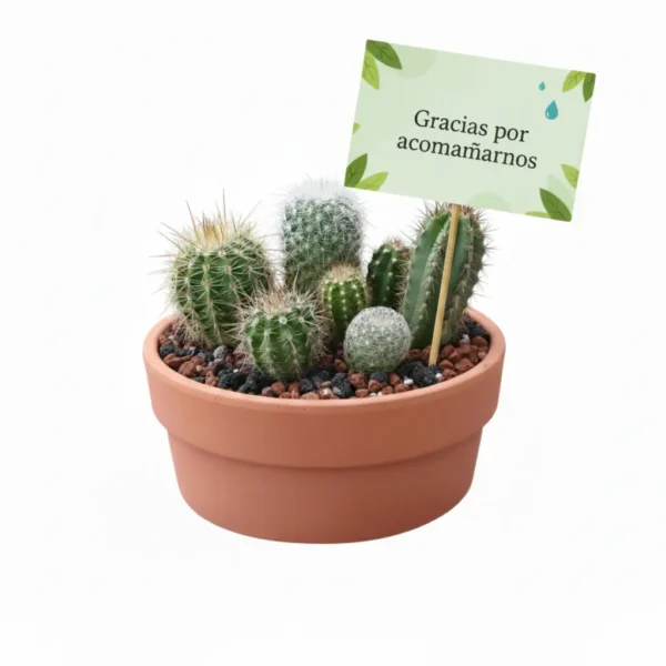 Recuerdosecologicos cactus CDMX Arreglo de cactus en maceta de barro. Regalo ecológico personalizado o centro de mesa. CDMX