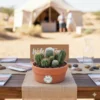 Regalos corporativos cactus CDMX Arreglo de cactus en maceta de barro. Regalo ecológico personalizado o centro de mesa. CDMX