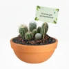 Regalos ecologicos cactus CDMX Arreglo de cactus en maceta de barro. Regalo ecológico personalizado o centro de mesa. CDMX