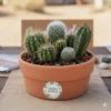 Regalos ecologicos empresariales cactus CDMX Arreglo de cactus en maceta de barro. Regalo ecológico personalizado o centro de mesa. CDMX
