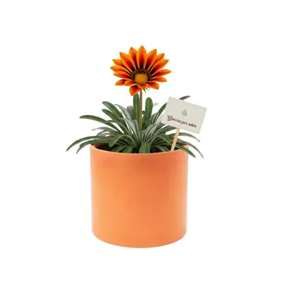 Regalos ecologicos flores maceta CDMX Recuerdos ecológicos para eventos corporativos y sociales: Giveaways con plantas naturales: plantas de interior en maceta de barro