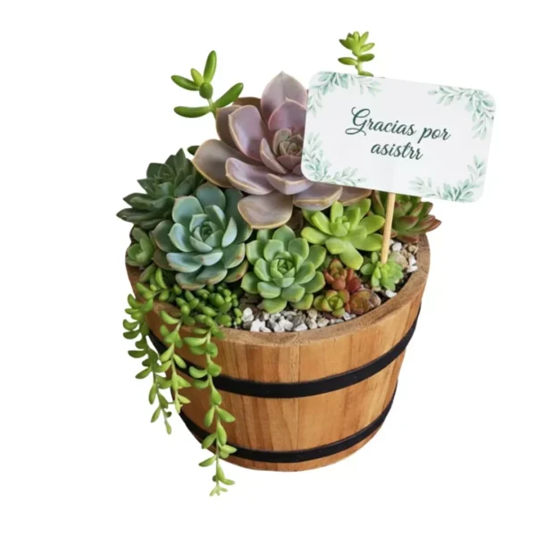 Regalos ecologicos suculentas CDMX Arreglo de plantas suculentas en maceta de madera